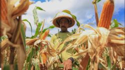 Ketahanan Pangan Penting, Tetapi Apakah Menanam Jagung Merupakan Tugas Utama POLRI.
