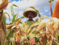 Ketahanan Pangan Penting, Tetapi Apakah Menanam Jagung Merupakan Tugas Utama POLRI.