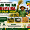 Panen Raya di Desa Wotan, Petani Bergembira Harga Gabah Tinggi